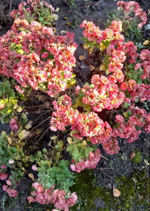 Продам хризантеми рожева і кірпічного коліру