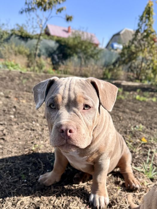 Хлопчик Американського Буллі