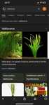 planta de aquario valisneria