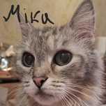 перетримка для вашої кішки, cat sitter, котоняня