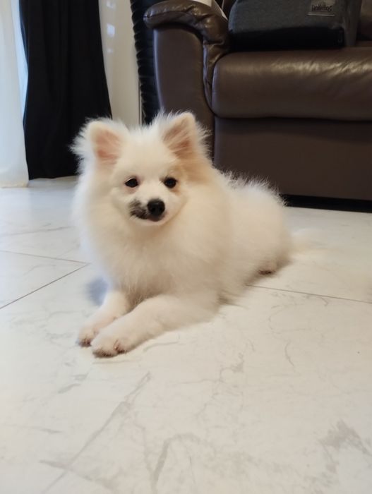 Szpic miniaturowy piesek pomeranian boo