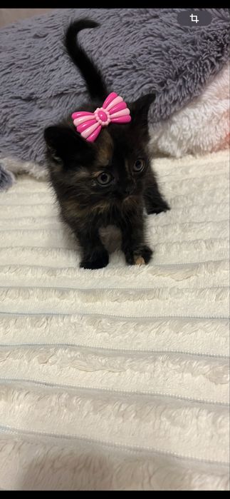 Віддам милих кошенят