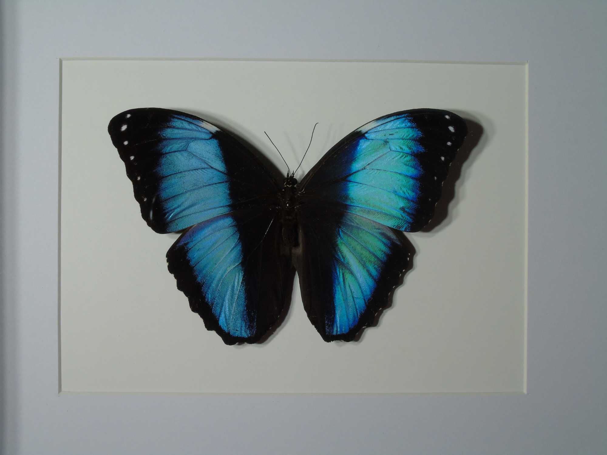 Motyl w ramce / gablotce 27 x 22 cm . Morpho achilles / helenor 130 mm