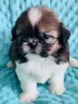 Piesek Leoś 5 tyg shih tzu Zkwp
