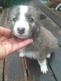 Border Collie cinza