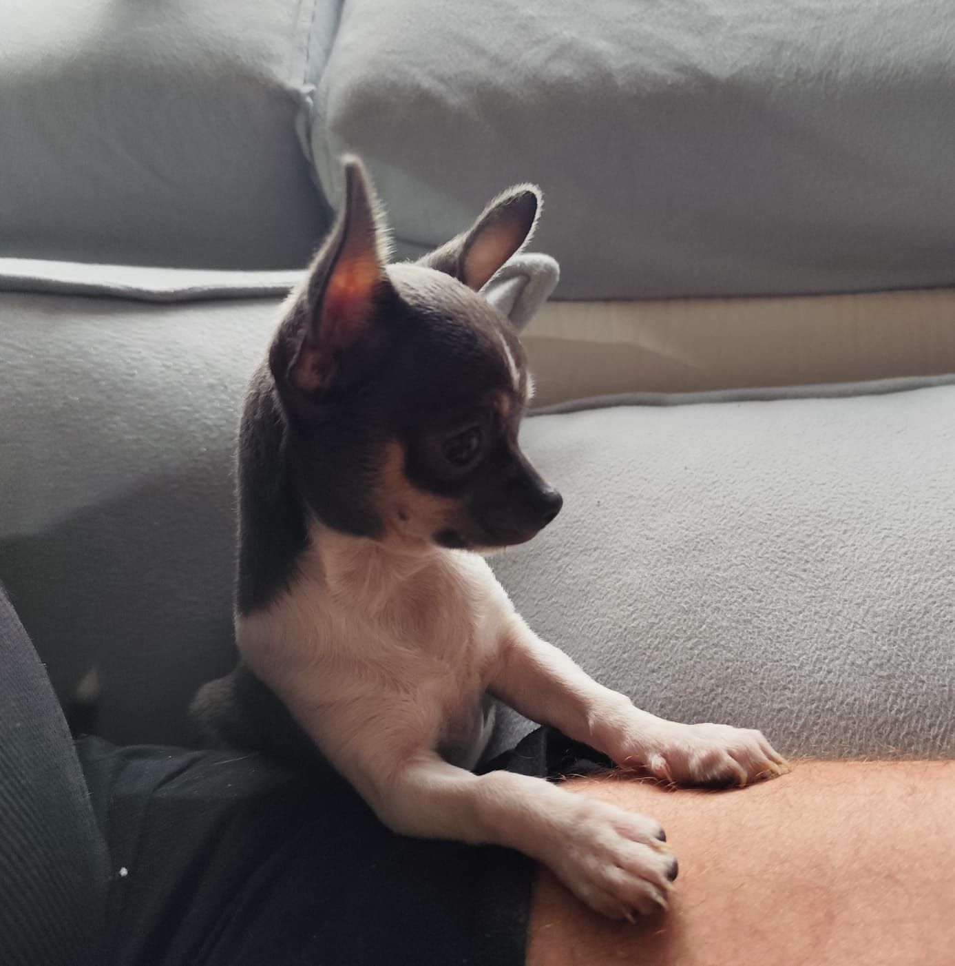 Chihuahua  fêmea
