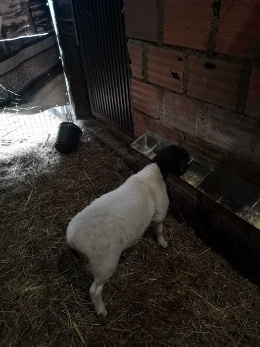 Ovelhas Borrego Dorper Puro