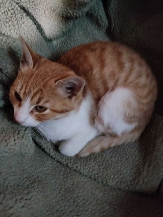 Подарую в добрі руки кошенят