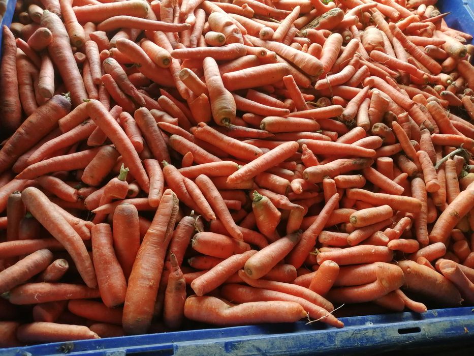 marchew i buraki odpadowe dzwierząt.