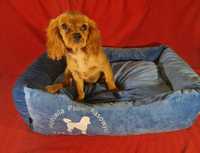 Cavalier King Charles Spaniel Piesek