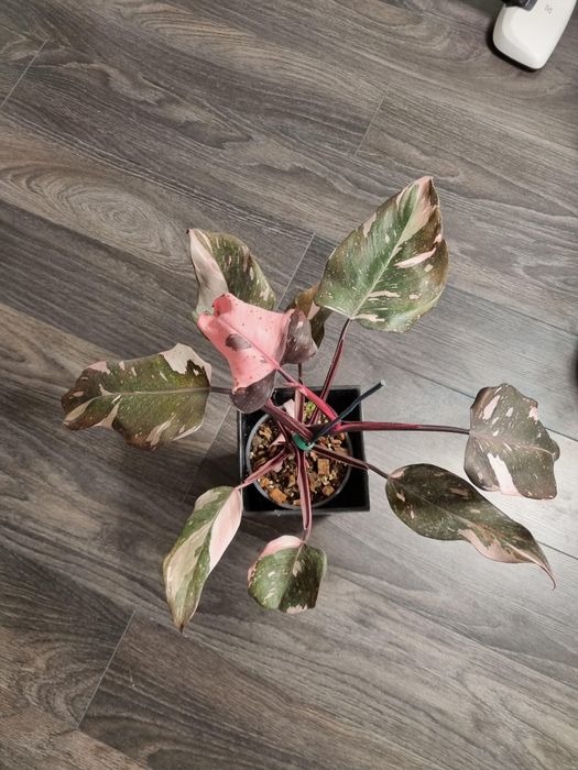 Philodendron red anderson