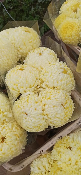 Chryzantemy cięte kremowe żółte małe średnie paczka