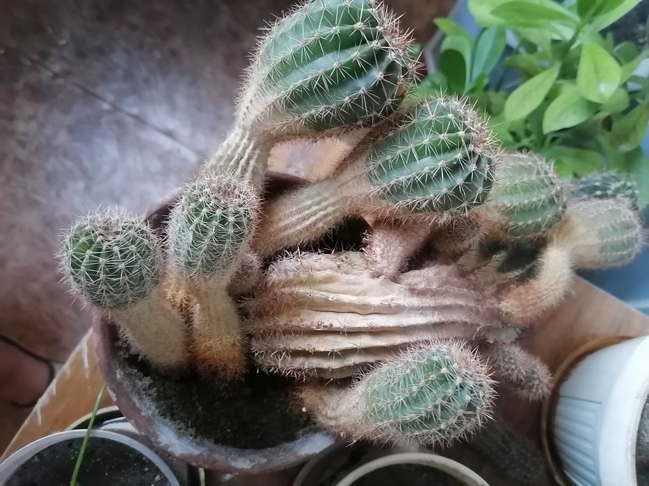 Комнатный кактус семейство.