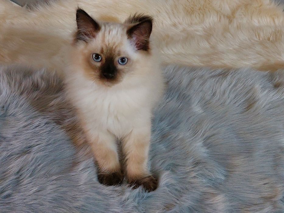 Kocurek CYRIL Ragdoll FPL/ FIFE