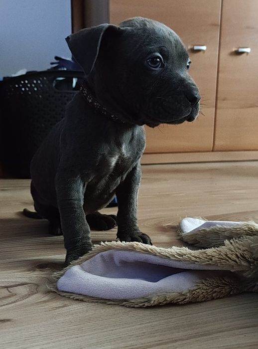 Amstaff Chłopiec Gotowy na zmianę domu ‼️