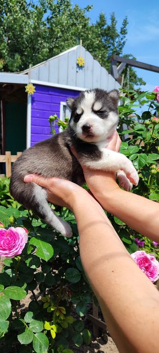 Черно білого кольору хлопчик 1,5 місяці