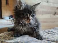 Mainecoon z rodowodem