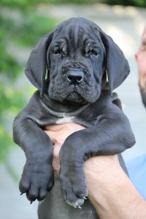 La Componella dog niemiecki czarne szczenię ojciec z Francji ZKwP FCI