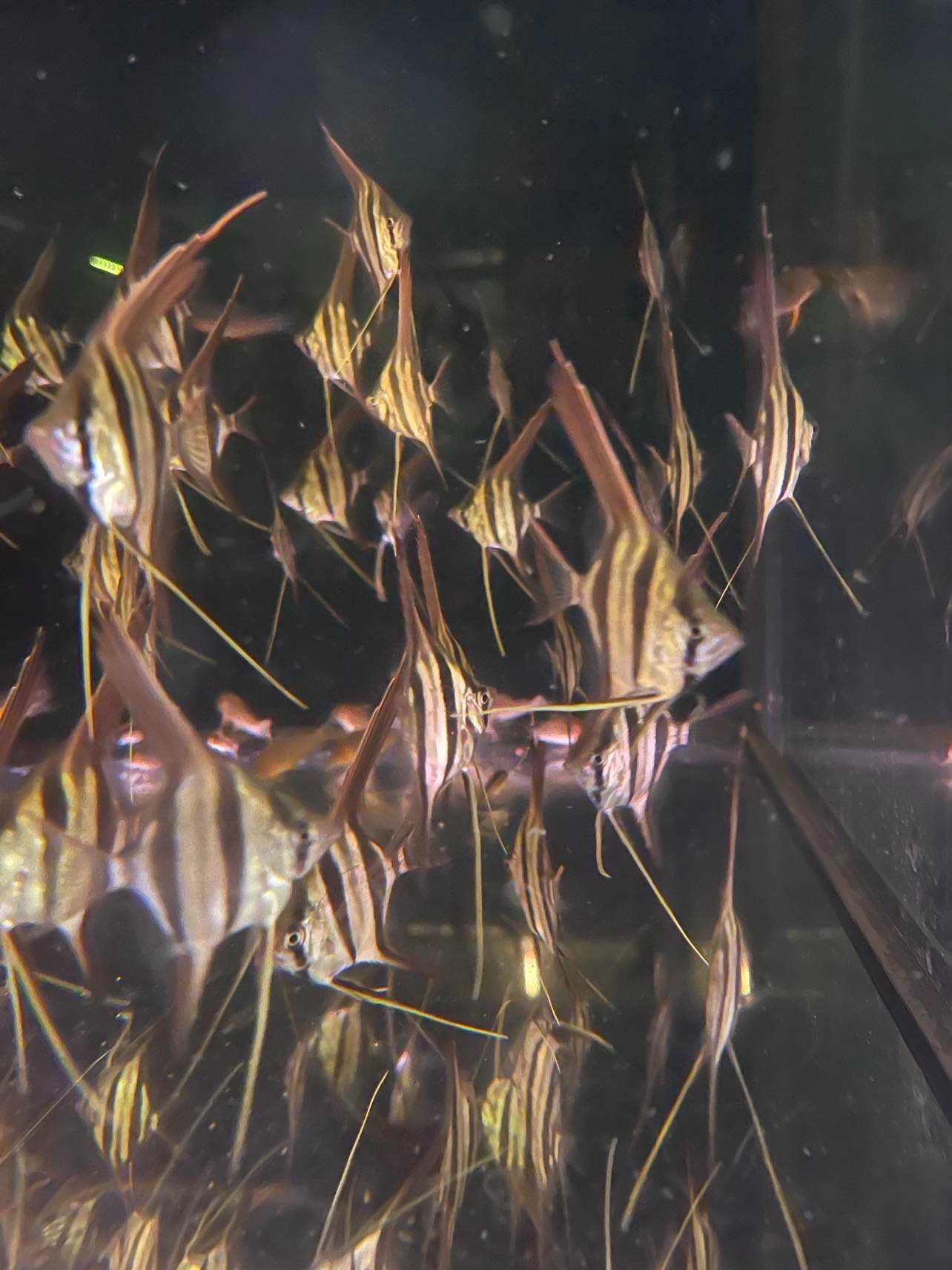 Pterophyllum altum Orinoco