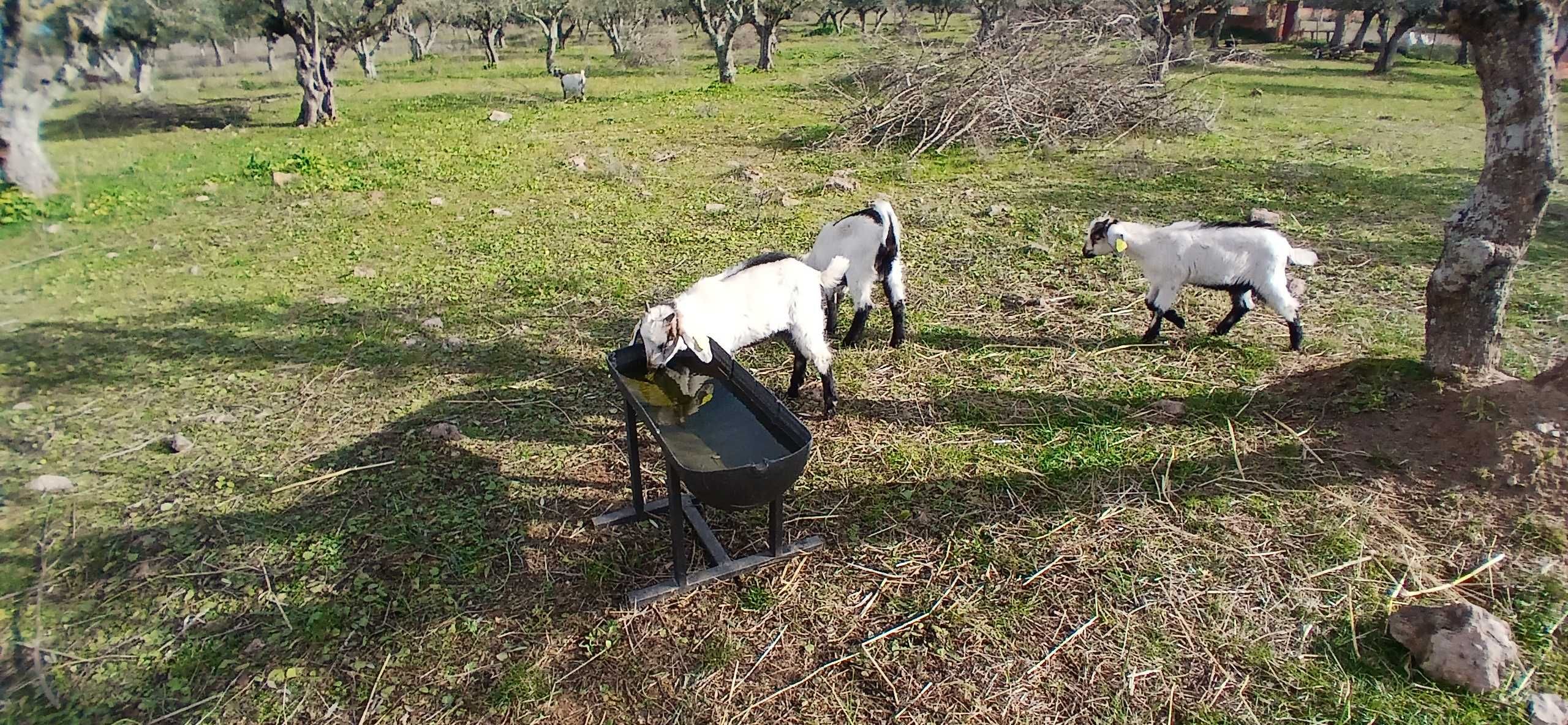 Comedouro ovinos/caprinos usado