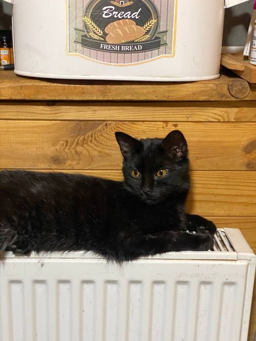 Чорненький котик Зевс шукає дім.