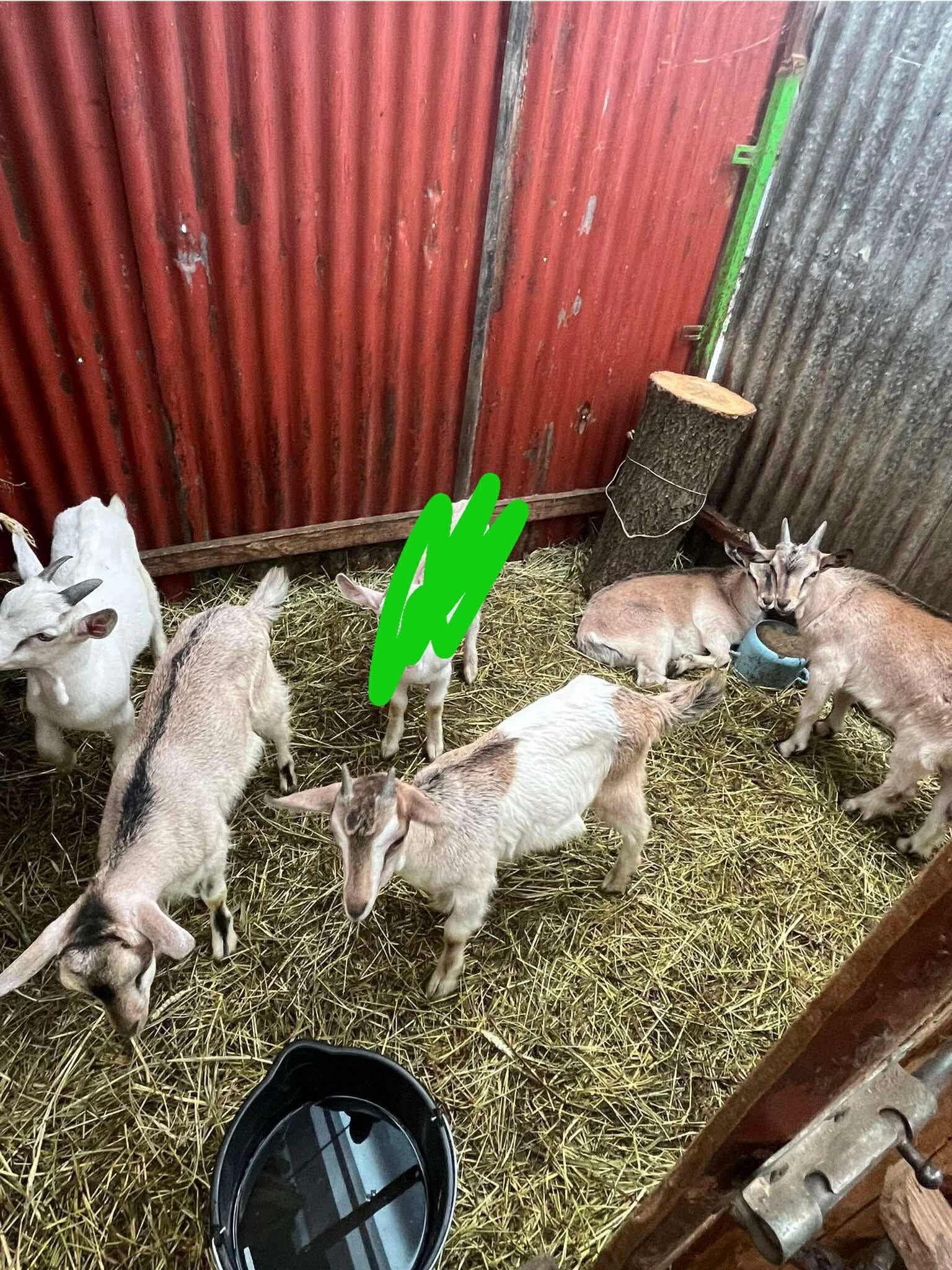 Młode zdrowe  koźlęta