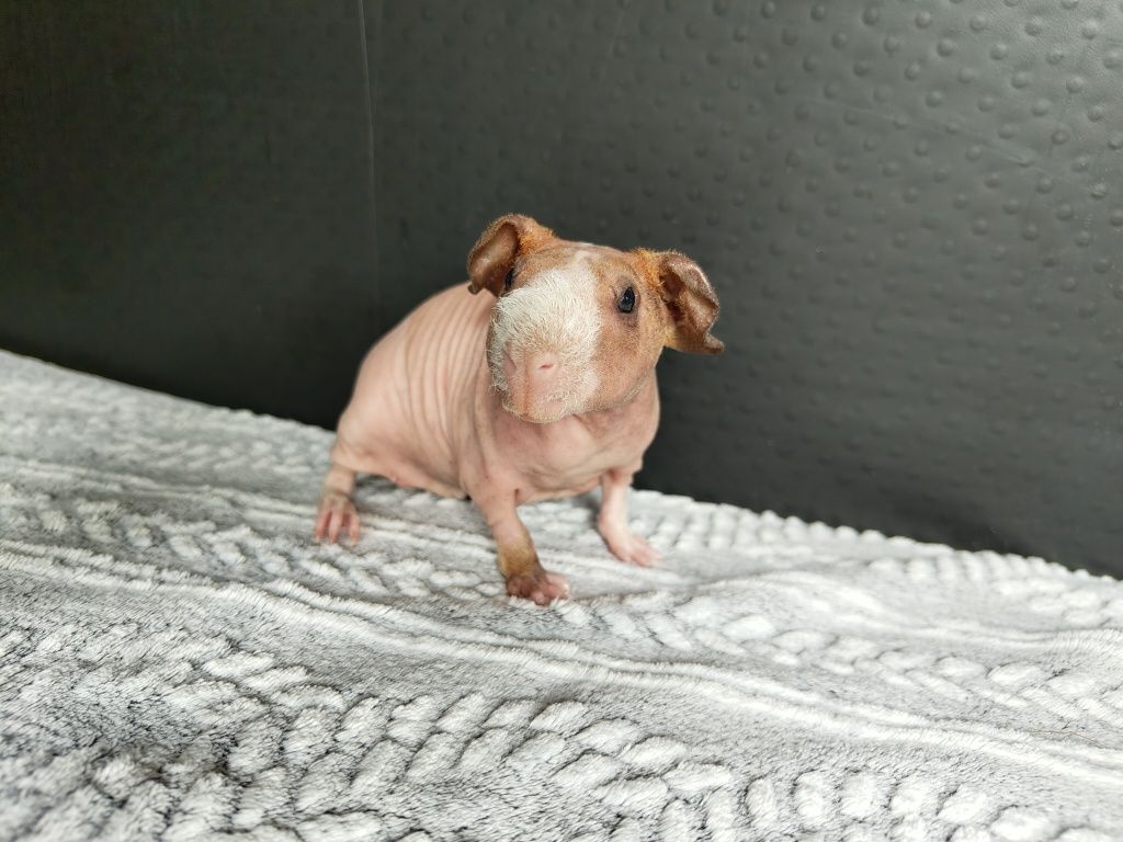 Dwa samce, świnki skinny, cavia domowa
