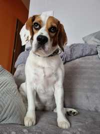 Oddam psa beagle suczka 5 lat