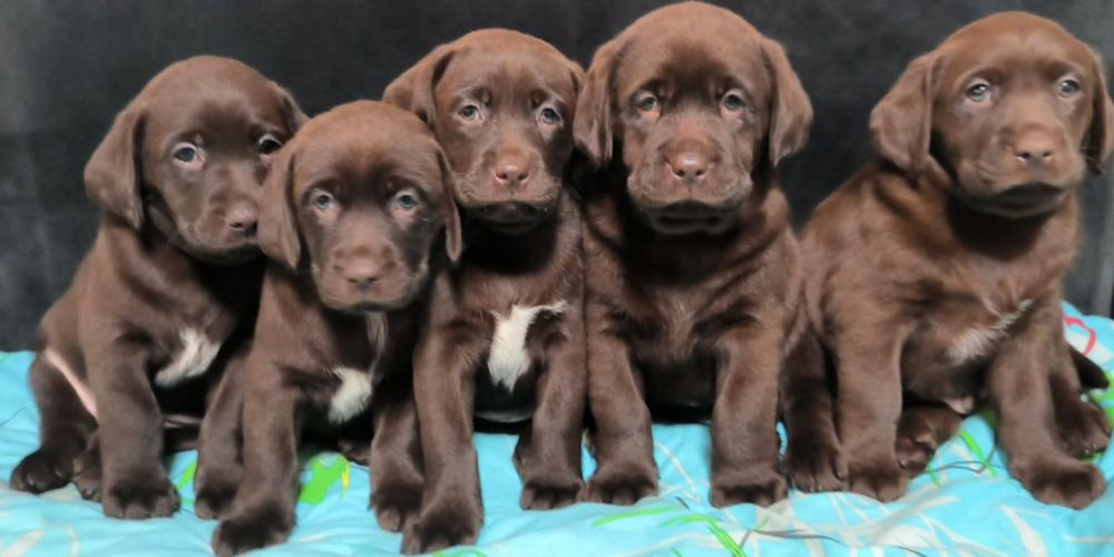 Шоколадный Лабрадор с Документами ЧИП Доставка в Германию