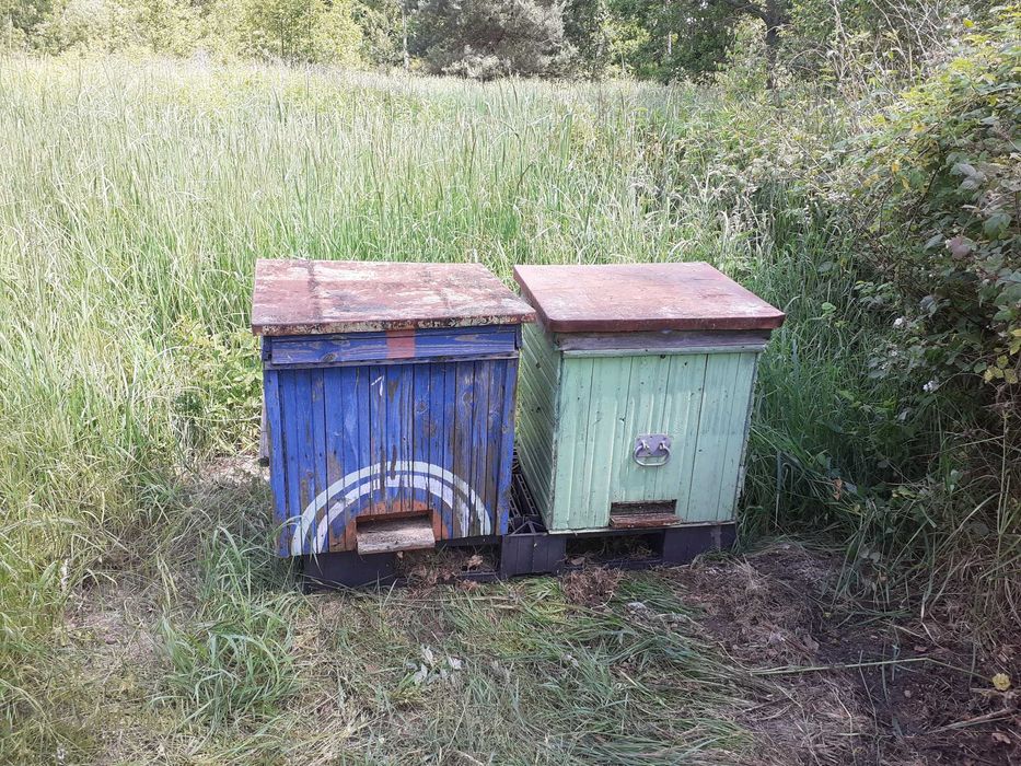 Dwa ule na ramkę wielkopolską