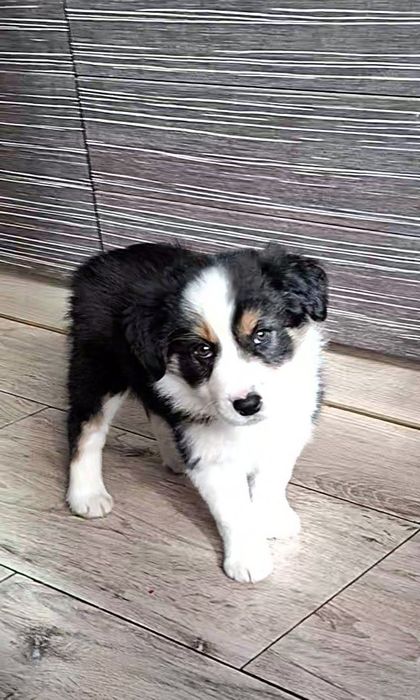 Amazing Ponidzie Border Collie