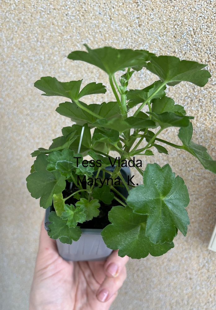 Продам пеларгонію ( сорта і ціну запитуйте )
