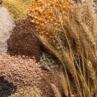 Покупка зерновых, выкуп зерновых культур