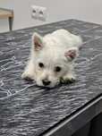 West Highland White Terrier