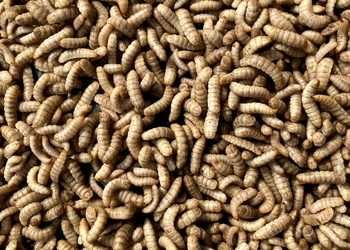 Продам заморожений мальок личинки Чорної львинки