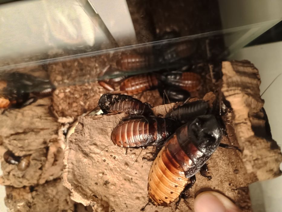 Karaczany madagaskarskie - oddam za darmo