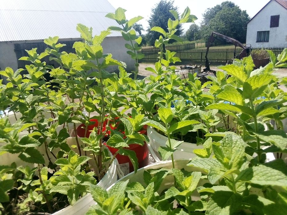 Suszone liście mięty (idealne na herbatę)