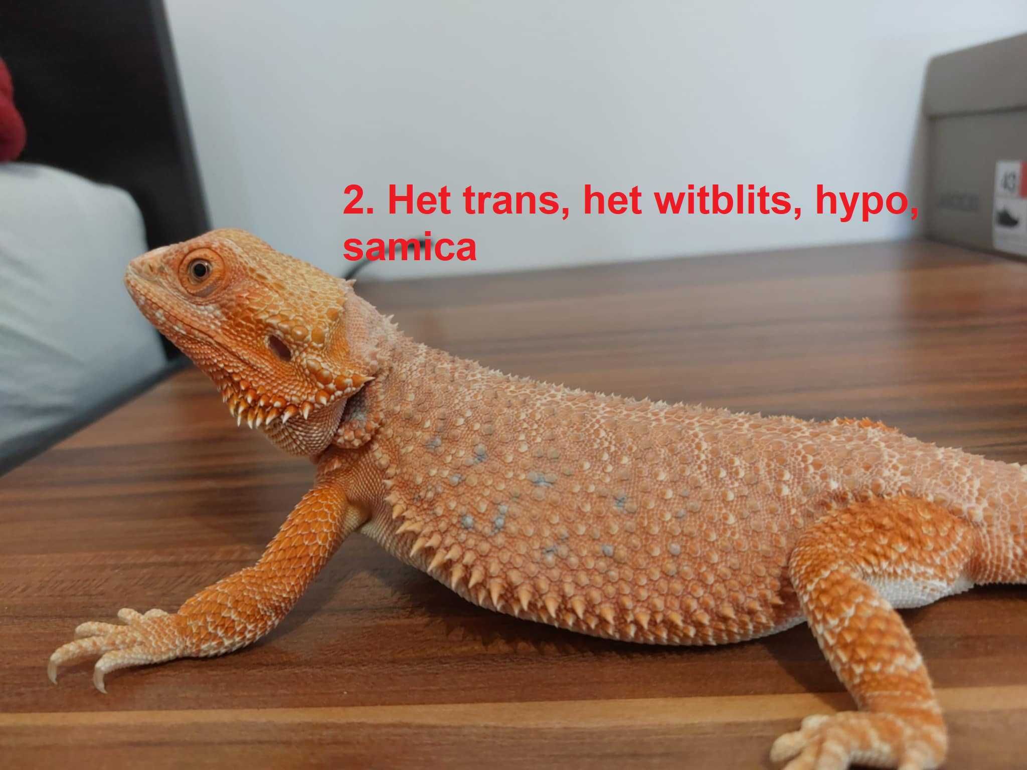 Agama brodata Orange/Red het witblits/trans/hypo/leatherback