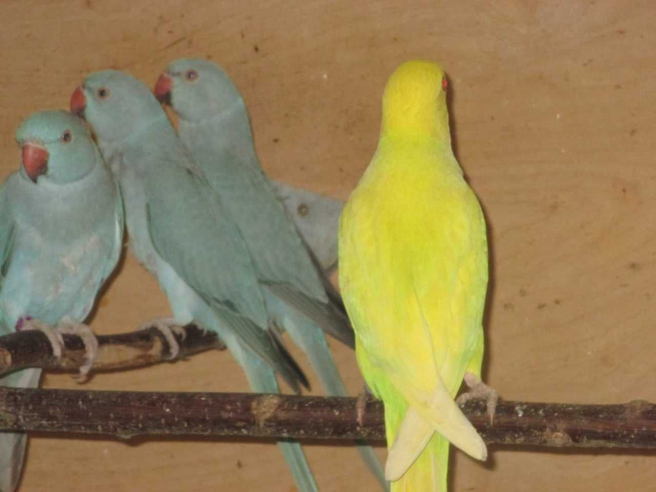 Олександрійський папуга ,пташенята ручні викормиші