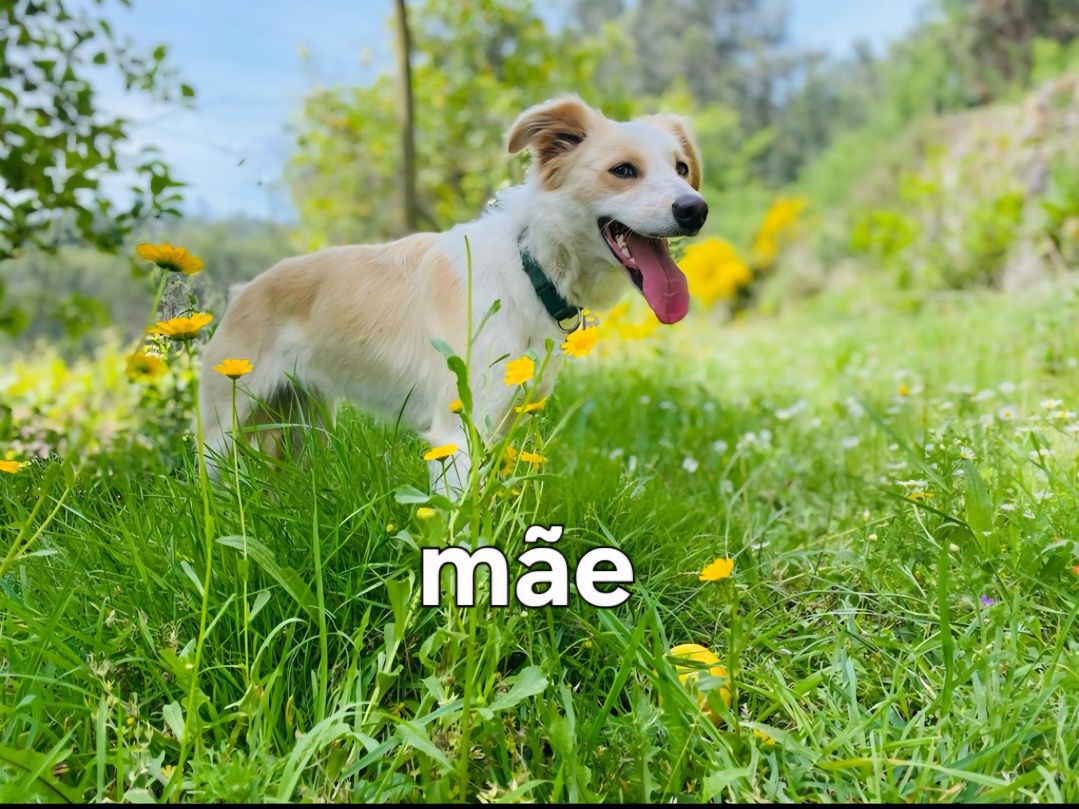 6 Cachorrinhos Border collie para adopção