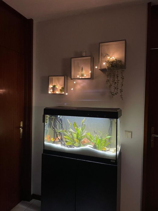 LongaFish AquaDesign-Consultoria,Instalação e Manutenção de Aquários