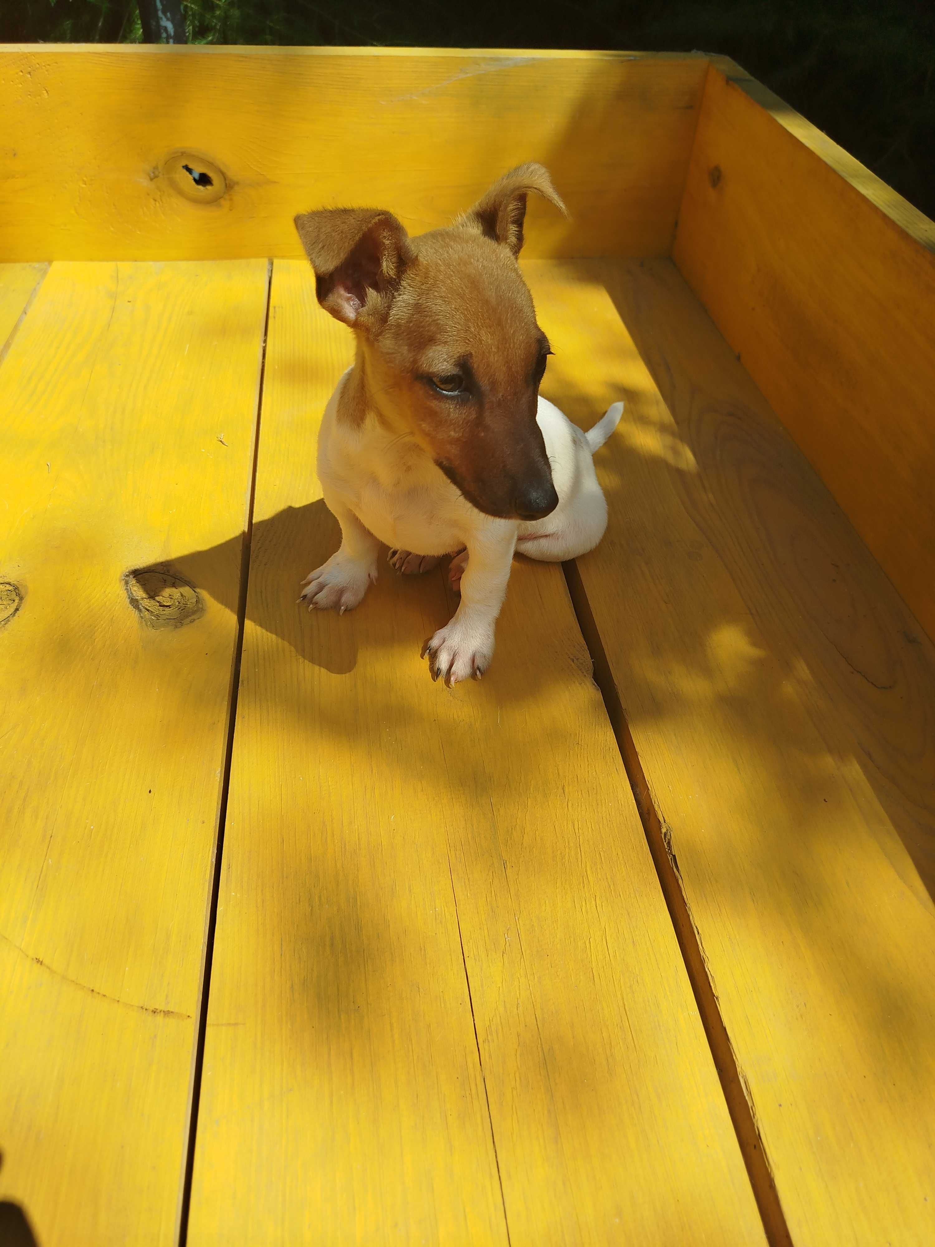 Jack Russell Terrier piesek tel.-5.7.5.3.0.2.0.3.9.