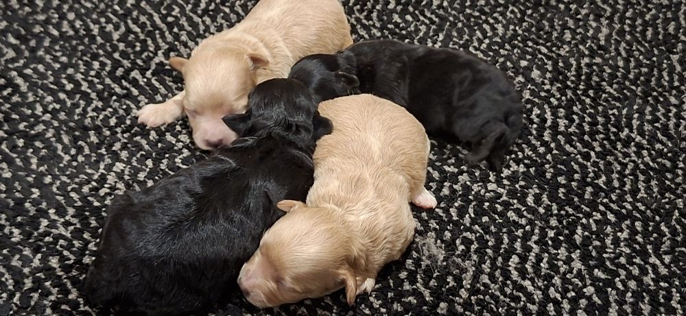 Suczki maltipoo z metryką do odbioru połowa stycznia