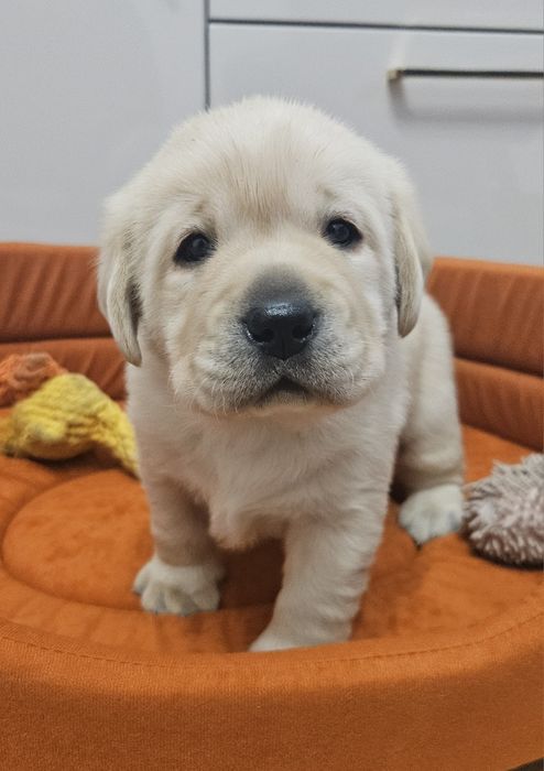 Labrador retriever Zkwp FCI