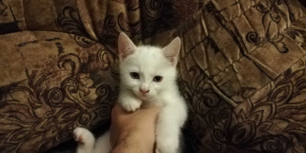 Oddam kotki półrasowe – białe, heterochromia