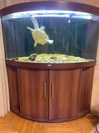 Черепаха китайська водна тріонікс  акваріум  кутовий акваріум на 400л
