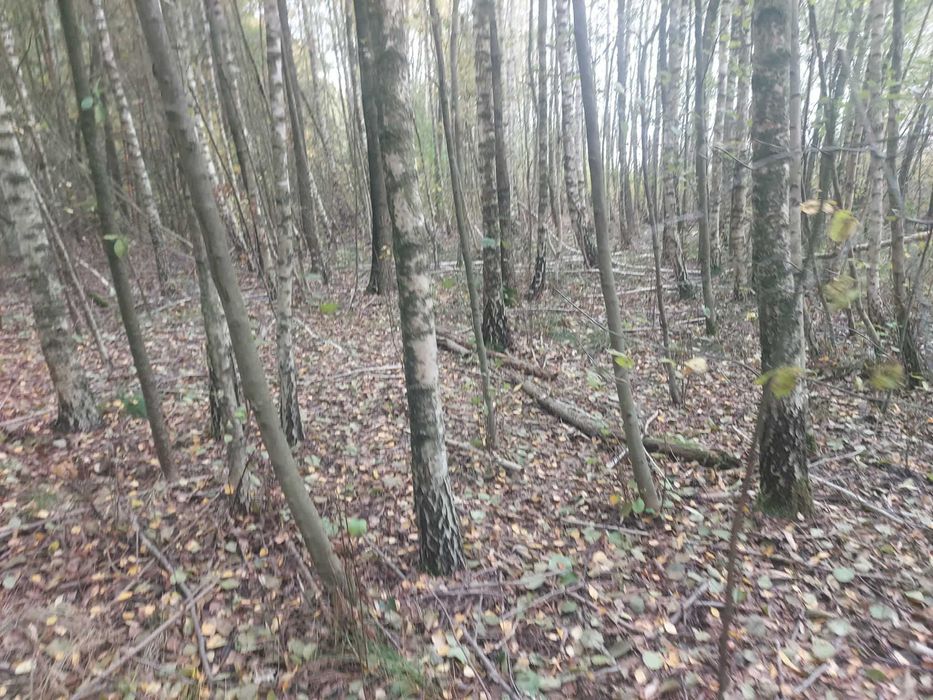 Sprzedam ziemię działki - warunki zabudowy - 2,59 ha z lasem