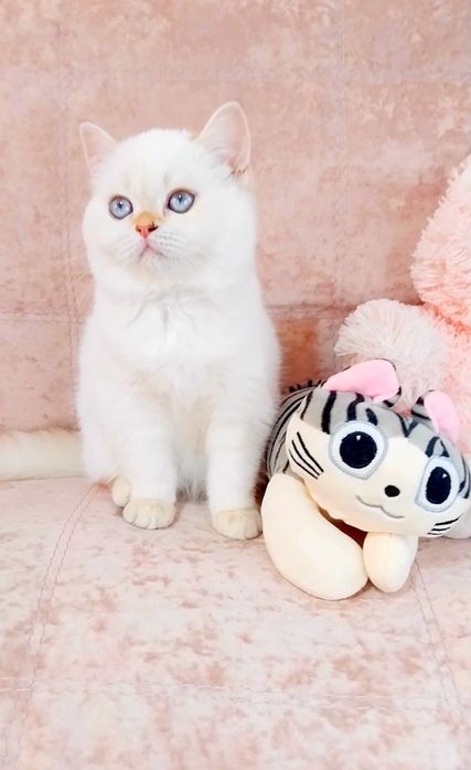 Лялькова дівчинка красунечка шотландочка