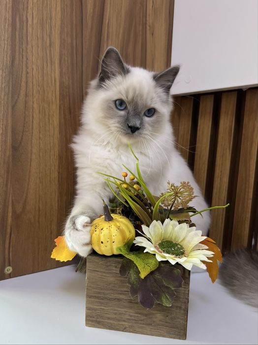 Ragdoll kocurek, rodowod FPL.