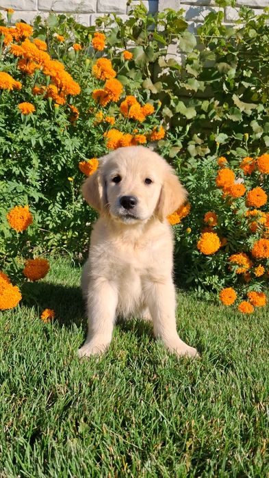 Золотистий ретрівер з документами